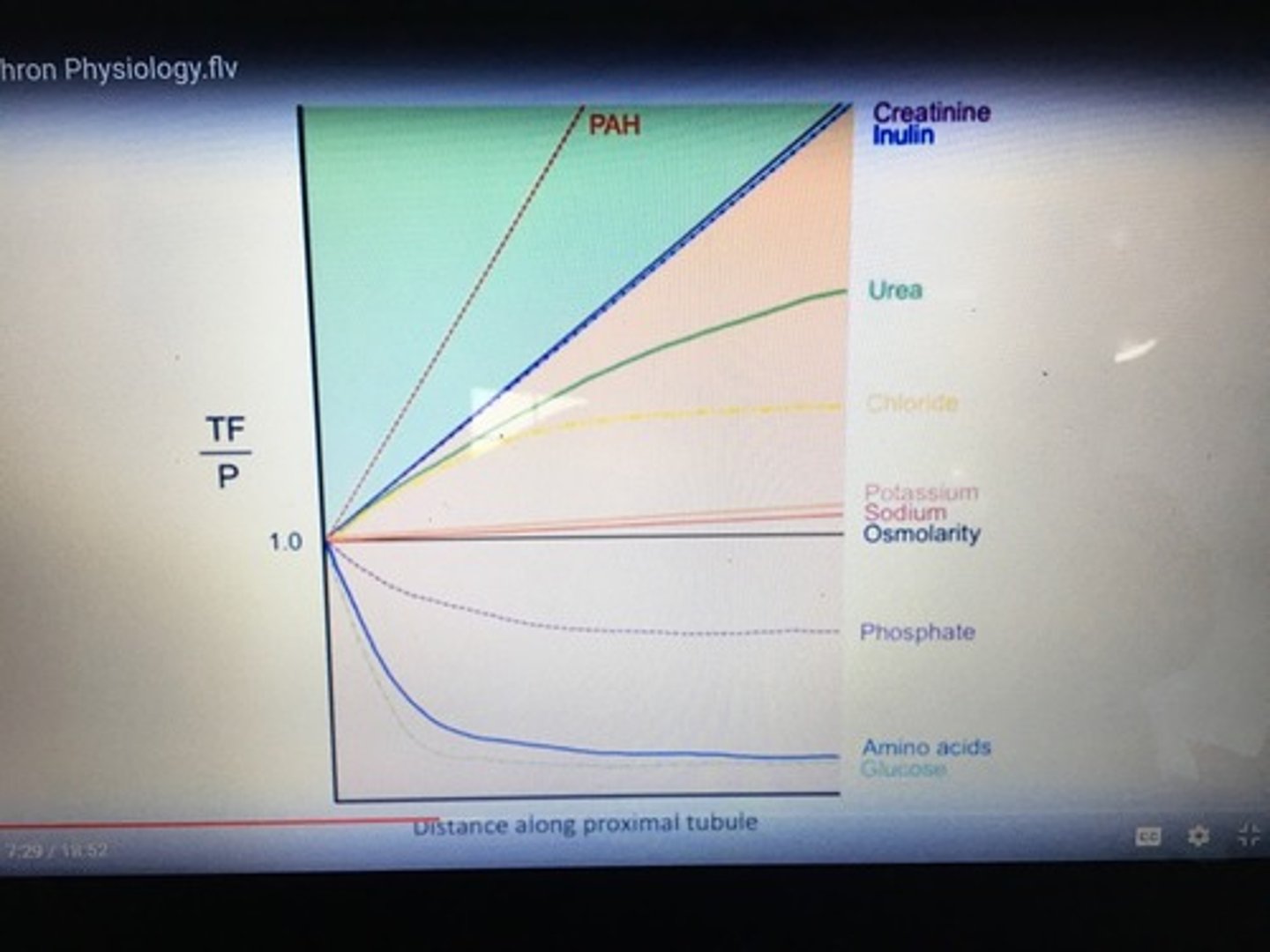 <p>PAH is so high up because it is being filtered and secreted, so increasing relative to plasma because water is being reabsorbed while it stays the same in tubular fluid (so tubular fluid high/plasma low)</p><p>Phosphate and AA/glucose are below because they are being reabsorbed faster than water into plasma, so concentration of them in tubular fluid is decreased as go on (why it is so low)</p>