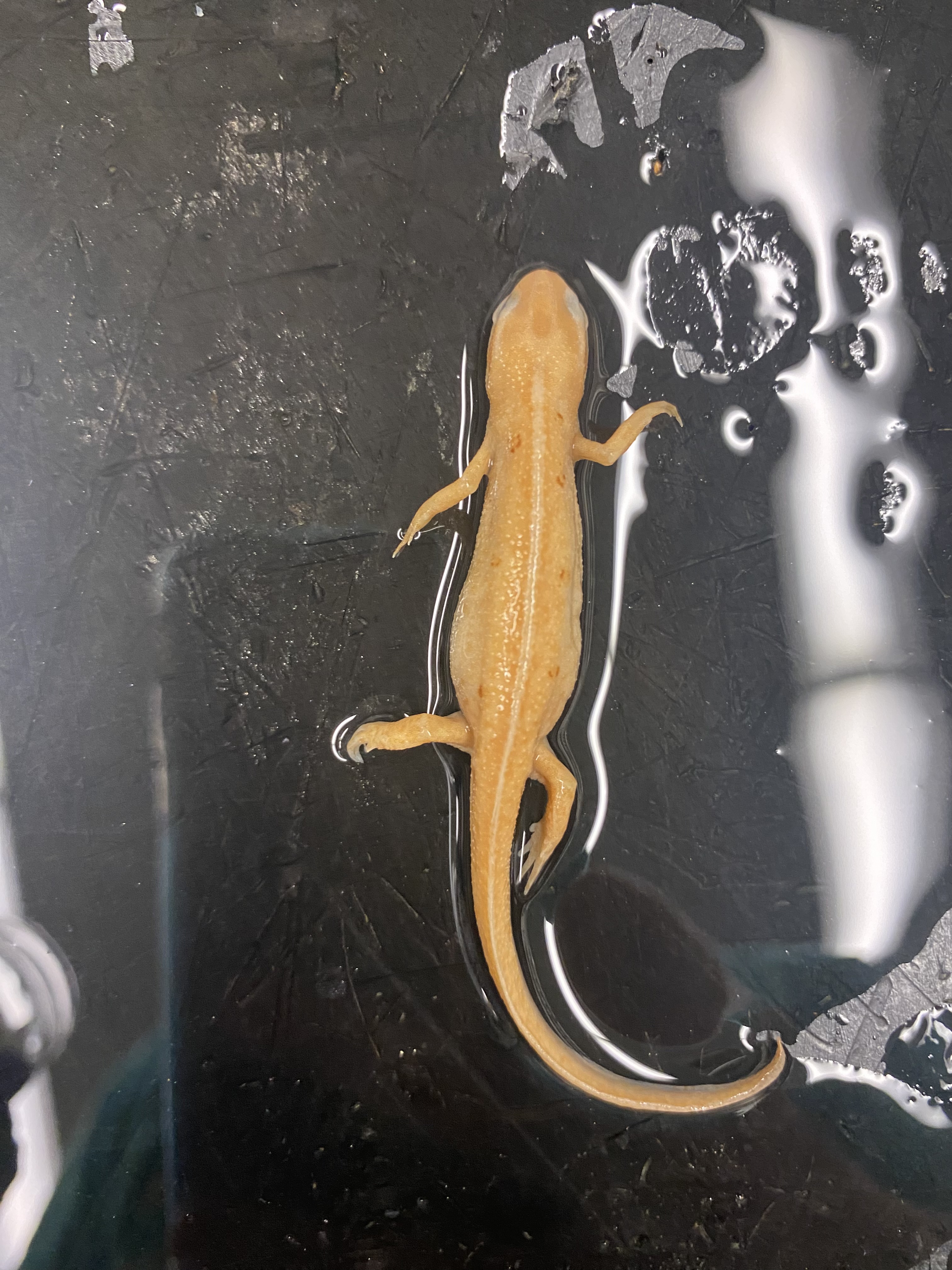 Eastern Newt
