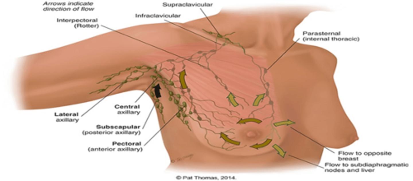 <p>the infraclavicular and supraclavicular nodes.</p>