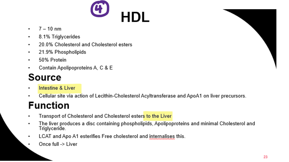 <p>Transport <strong>excess cholesterol</strong> from cells back to the liver.</p>
