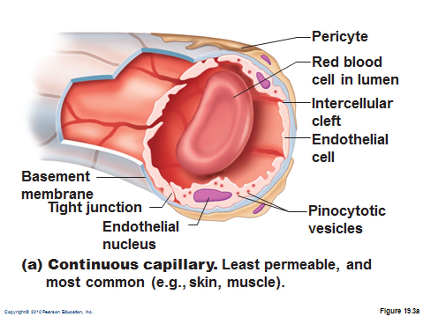 <p>continuous layer; intercellular clefts</p>