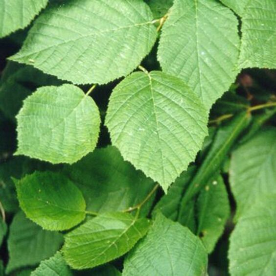 <p>spreading, deeply veined rounder toothed leaf  </p><p>tight skin like bark</p>