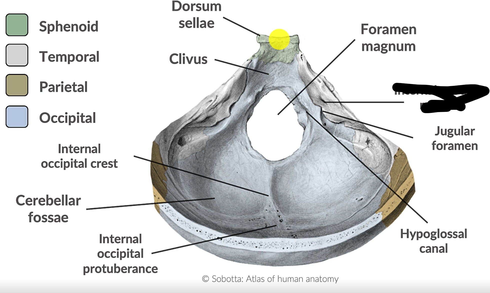 term image