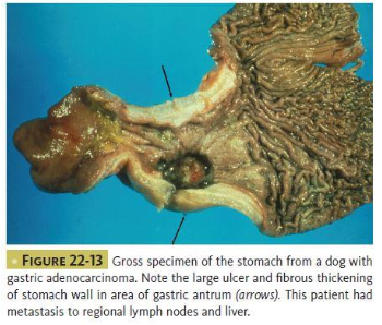 <p>False. While surgery, chemo, and NSAIDs can be considered depending on gastric tumor, <strong><u>RT is NOT used due to surrounding tissues. </u></strong></p>