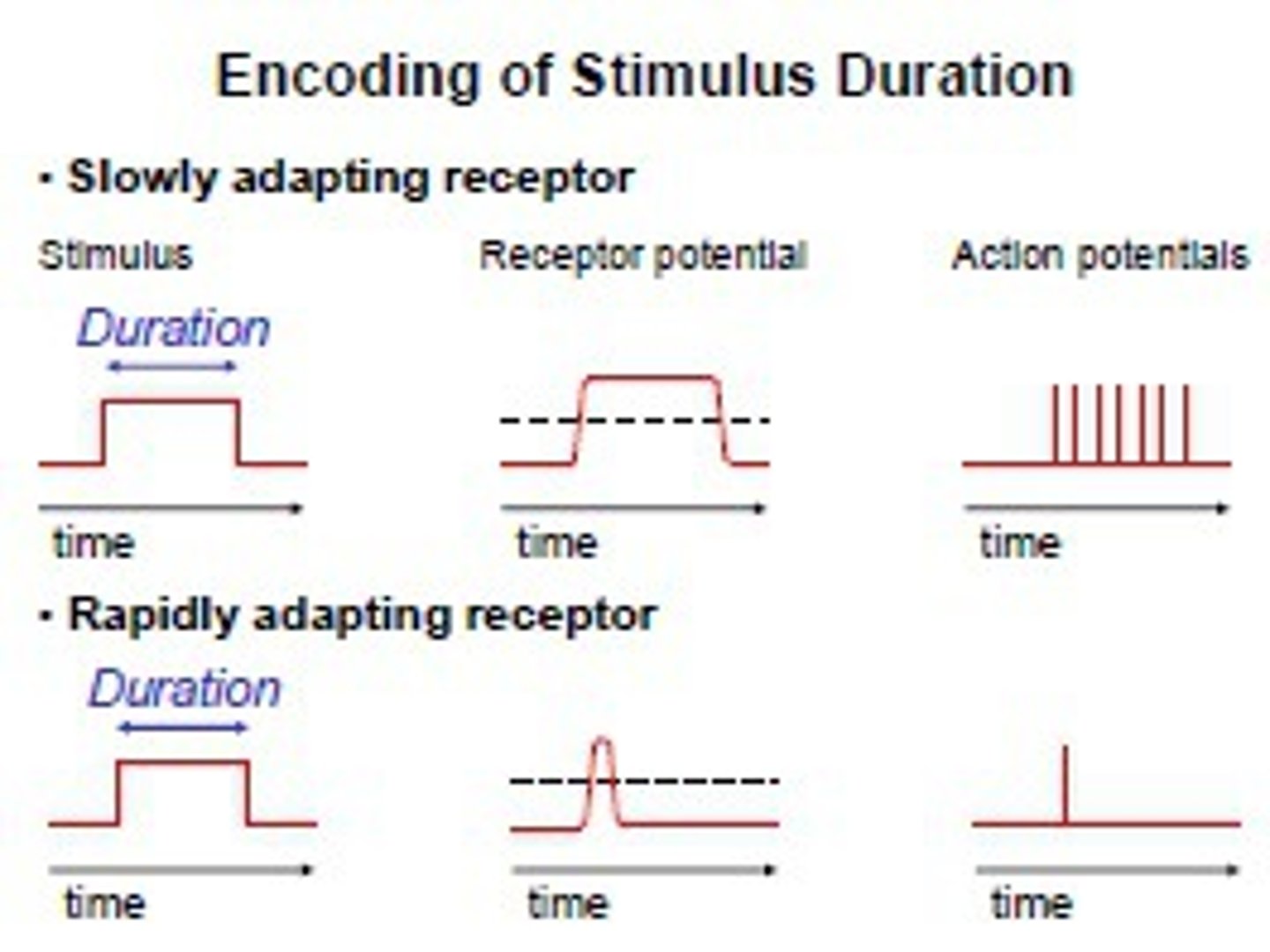 <p>(B) Slow-adapting</p><p>The cold is sensed for a considerable amount of time before stopping. Meaning that slow-adapting neuron timing is involved here.</p>