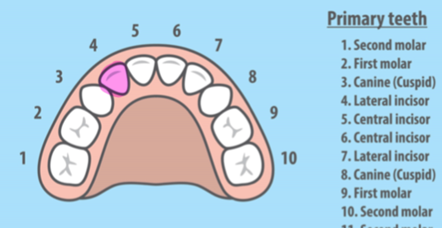 <p>Maxillary Right Primary Lateral Incisor</p>