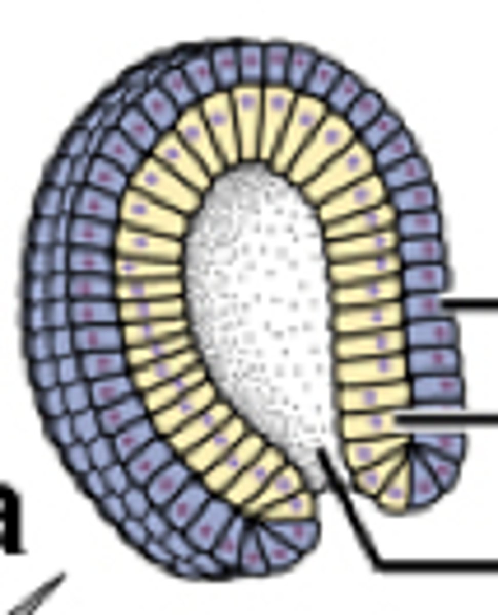 <p>During gastrulation: the pore or opening formed in the hollow blastula</p>