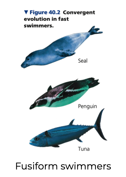 1. Water is _____x denser than air and is far more viscous
- Limits possible animal shapes for fast swimmers
○ Any bump on an animal body’s surface that causes drag would impede it more than a flier or runner 
○ Tuna and other fast __-finned fishes can swim at speeds up to 80 km/hr 
○ Sharks, seals, penguins, dolphins