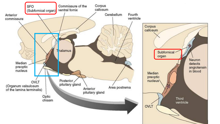 <p>subfornical organ (SFO)</p>