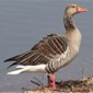 <p>Goose</p>