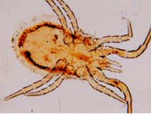 <ul><li><p>canine nasal mite </p></li><li><p>morphology: oval, pale yellow </p></li><li><p>CS: head shaking, inverted sneezing, nasal secretions </p></li></ul>