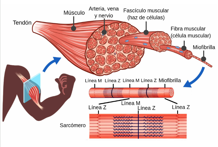 <p>Muchas <mark data-color="purple" style="background-color: purple; color: inherit">haces de células</mark> juntas forman el <mark data-color="purple" style="background-color: purple; color: inherit">músculo</mark>. Cada una de estas tienen <mark data-color="purple" style="background-color: purple; color: inherit">muchas fibras</mark>. Cada fibra contiene algo conocido como <mark data-color="purple" style="background-color: purple; color: inherit">miofibrillas</mark>. Estas están compuestas de <strong>filamentos de miosina y actina</strong>, permitiendo que estas <u>se deslicen entre sí,</u> lo que permite que haya una <strong>contracción y un movimiento voluntario.</strong></p>