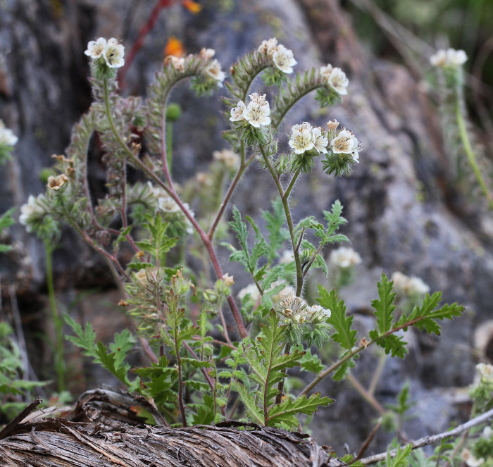 <p>Caterpillar phacelia</p>