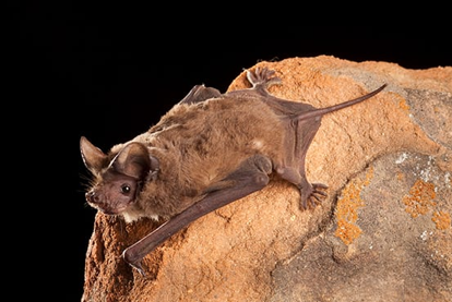 <p>Mexican Free-Tailed Bat</p>