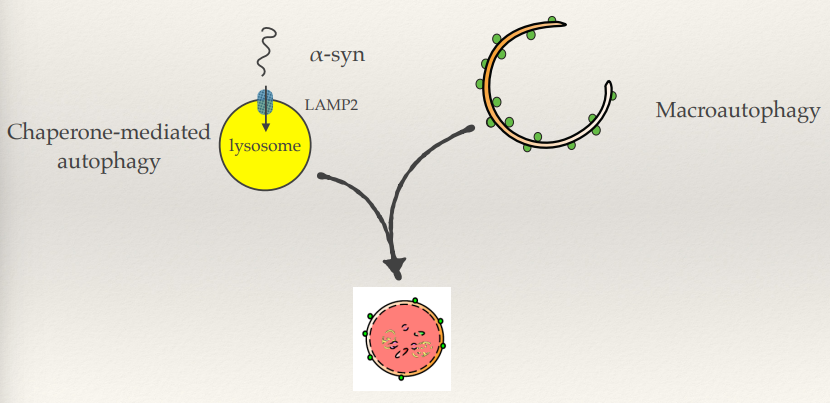 <ul><li><p>Pathway for degradation:</p><ul><li><p><strong>Chaperone-mediated autophagy (CMA)</strong>: α-Synuclein is recognized by chaperones and transported into the lysosome via <strong>LAMP2A receptors</strong>.</p></li></ul></li><li><p>Chaperones bind α-synuclein and guide it to <strong>LAMP2A</strong> receptors on lysosomes. α-Synuclein is unfolded and translocated into the lysosomal lumen for degradation.</p></li><li><p>A53T</p></li><li><p>Mutated forms of α-synuclein, like <strong>A53T</strong>, bind to LAMP2A but fail to translocate into the lysosome. This <strong>blocks the CMA pathway</strong>, leading to a build-up of toxic aggregates and increased cellular stress.</p></li><li><p>The accumulated proteins then need to be degraded by macroautophagy as well.</p></li><li><p>Macroautophagy is a backup pathway and its a matter of capacity - as you get older, the rate of being able to produce macroautophagy decreases. This disrupts the balance of damage removal and damage being produced.</p></li></ul><p></p>