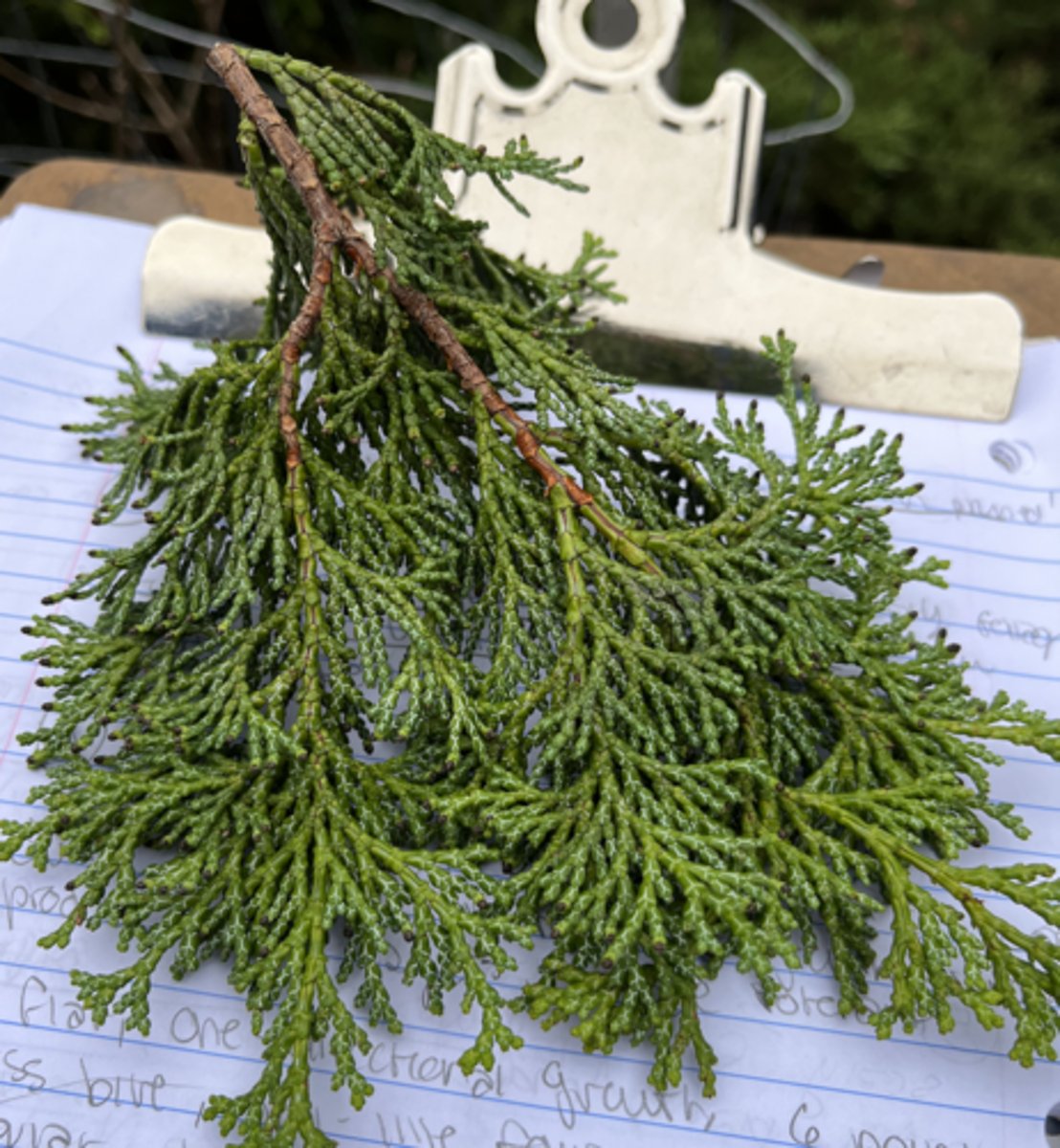<p>XY under branch, rounded tops to branch</p>