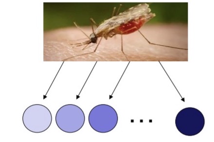<ul><li><p>a vector has many different host species to feed on.</p></li><li><p>Some of these will be suitable hosts for the parasites that it is transmitting, while others won’t be.</p></li><li><p>As such, there will be many “wasted bites” (from the parasite’s perspective), where the parasite ends up in a non-suitable host and cannot complete its life cycle.</p></li><li><p>This, in turn, might reduce population growth rates.</p></li></ul><p></p>