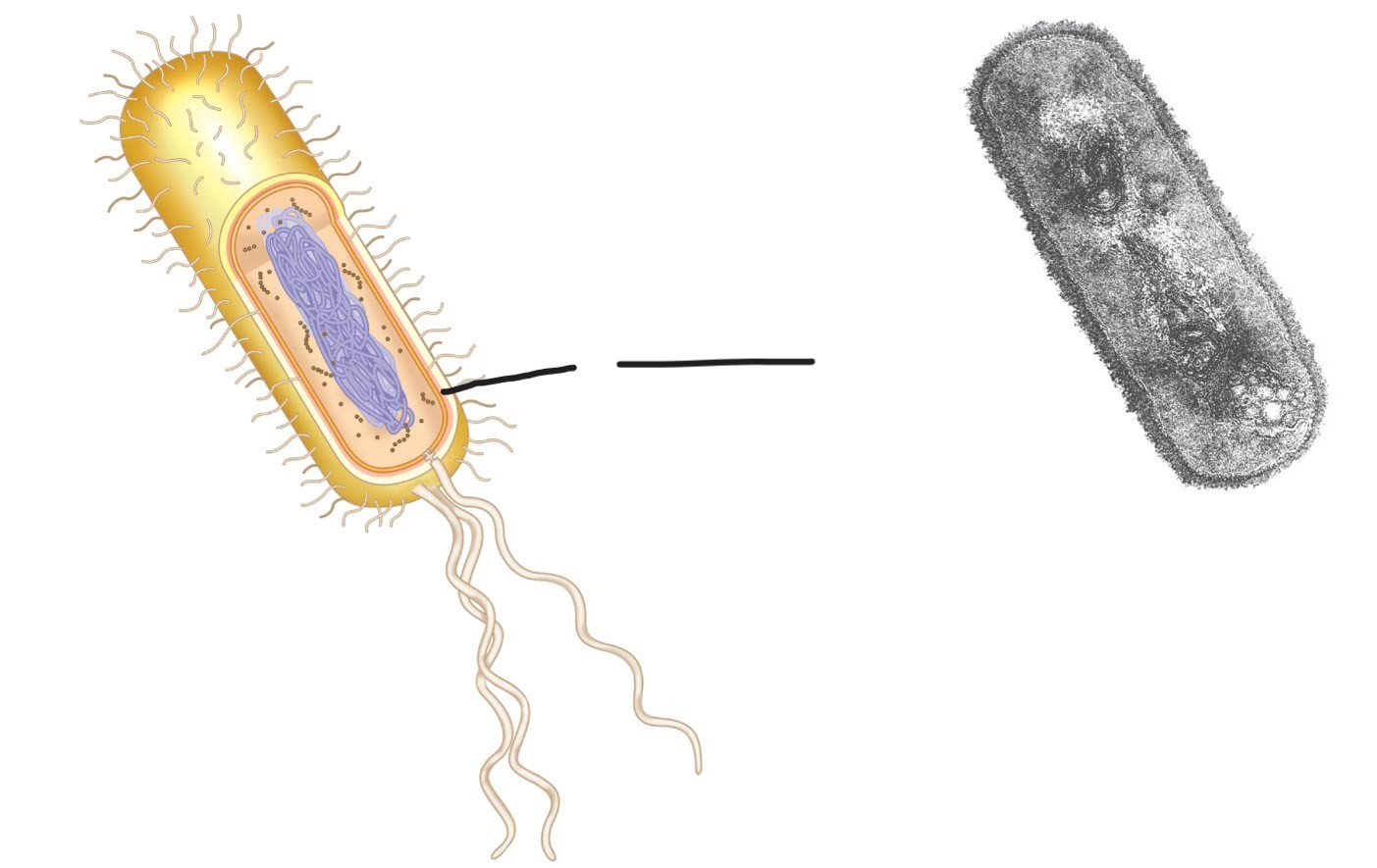 <p>what is this (a typical rod-shaped bacterium)</p>