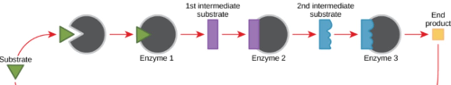 <p>A series of reactions that form a final product. The product of one reaction goes on to be a reactant in another reaction and so on until the final product is made.</p>