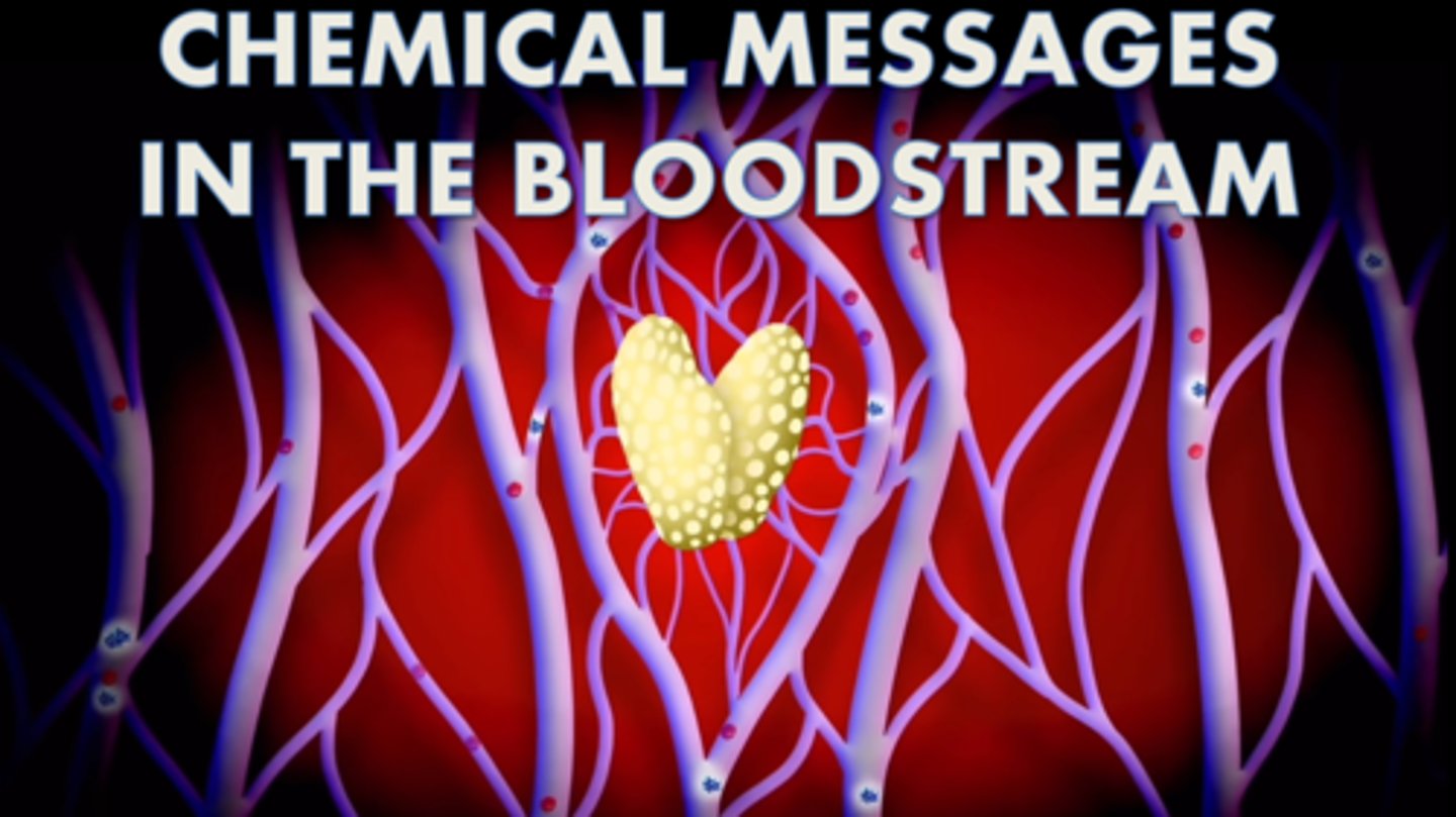 <p>chemical messengers that are manufactured by the glands, travel through the bloodstream, and affect other tissues - includes adrenaline, leptin, ghrelin, oxytocin, and melatonin</p>