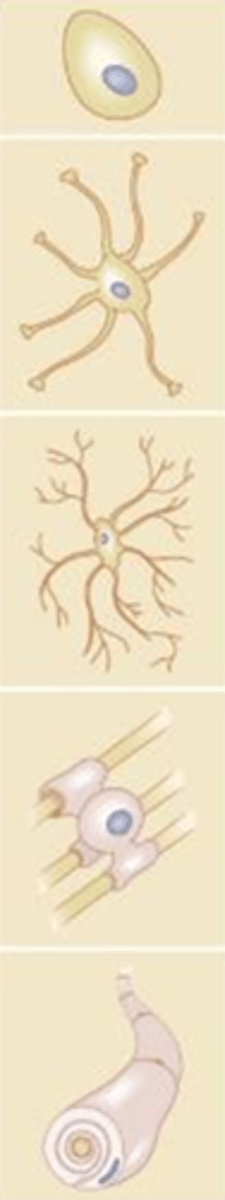 <p>Glia cellen </p>