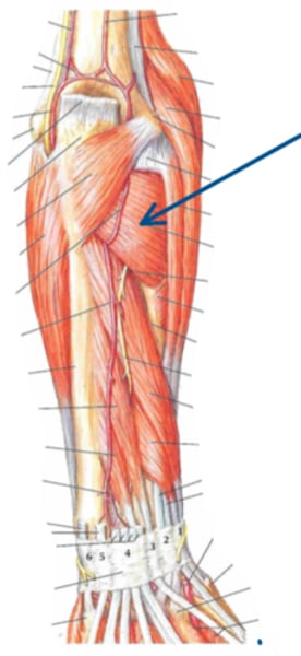 <p>Identify the innervation of the structure indicated by the arrow</p>