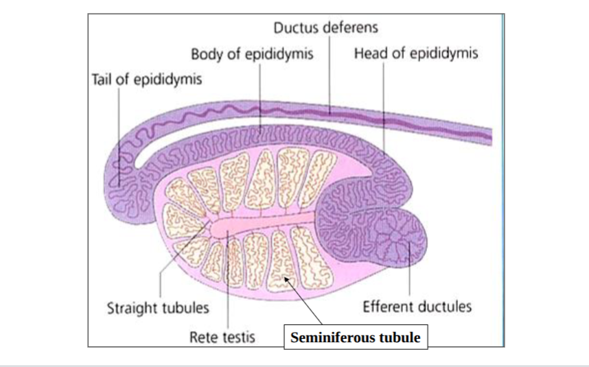 <p>spermatizoa produced in seminiferous tubules of testes </p>