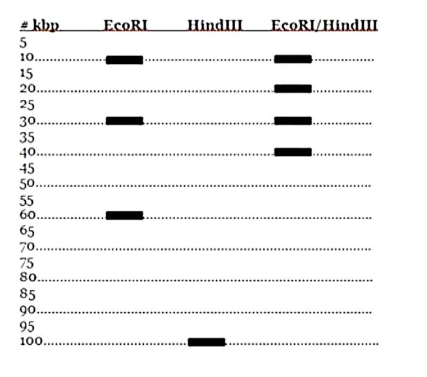 <p>Create a plasmid map using the following electrophoresis data</p>
