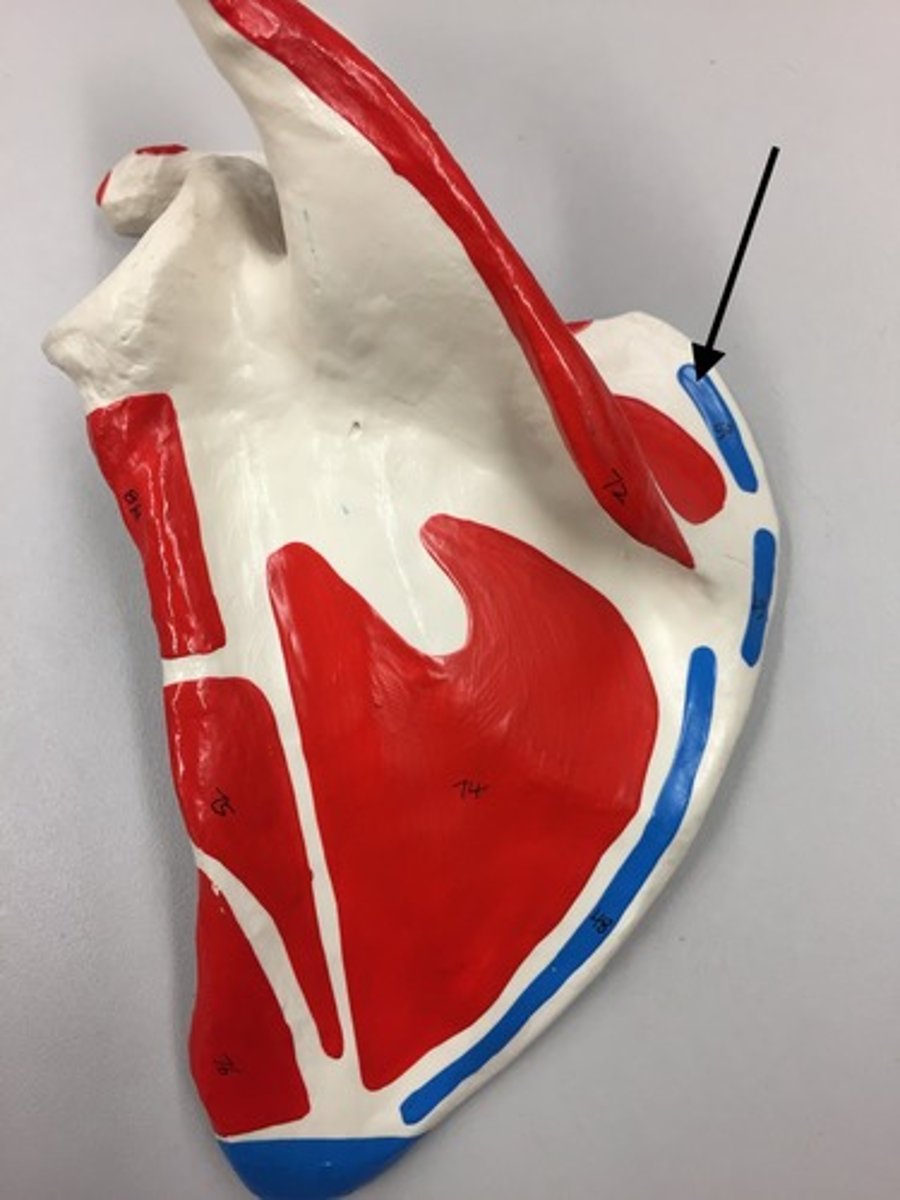 <p>50</p><p>I: Superior angle of scapula</p>