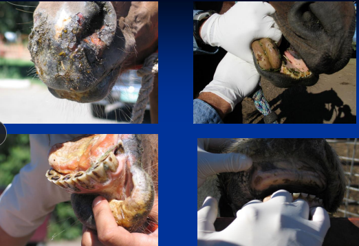 <ul><li><p><span style="background-color: transparent;"><strong>Et:</strong></span></p><ul><li><p><span style="background-color: transparent; color: purple;"><strong><u>Dental points: cheek/tongue lacerations</u></strong></span></p></li><li><p><span style="background-color: transparent;"><strong>Parasites: </strong></span><span style="background-color: transparent; color: red;"><strong>Habronema, Gasterophilus(stomatitis), </strong></span><span style="background-color: transparent; color: rgb(0, 0, 0);">Helicocephalobus</span></p></li><li><p><span style="background-color: transparent;"><strong>Oral ulcers: </strong></span><span style="background-color: transparent; color: red;"><strong>blister beetles, VSV (report), NSAIDs, caustics, uremia : causes excessive drooling</strong></span></p></li><li><p><span style="background-color: transparent;"><strong>Epulis:<u> </u></strong></span><span style="background-color: transparent; color: red;"><u>gingival hyperplasia</u></span><span style="background-color: transparent;"><u>, erupting teeth</u></span></p></li><li><p><span style="background-color: transparent;"><strong>Lampus: </strong><u>benign hard palate swelling with erupting incisors</u></span></p></li></ul></li><li><p><span style="background-color: transparent;"><strong>Tx: </strong>lavage, NSAIDs, antibiotics</span></p></li></ul><p></p>