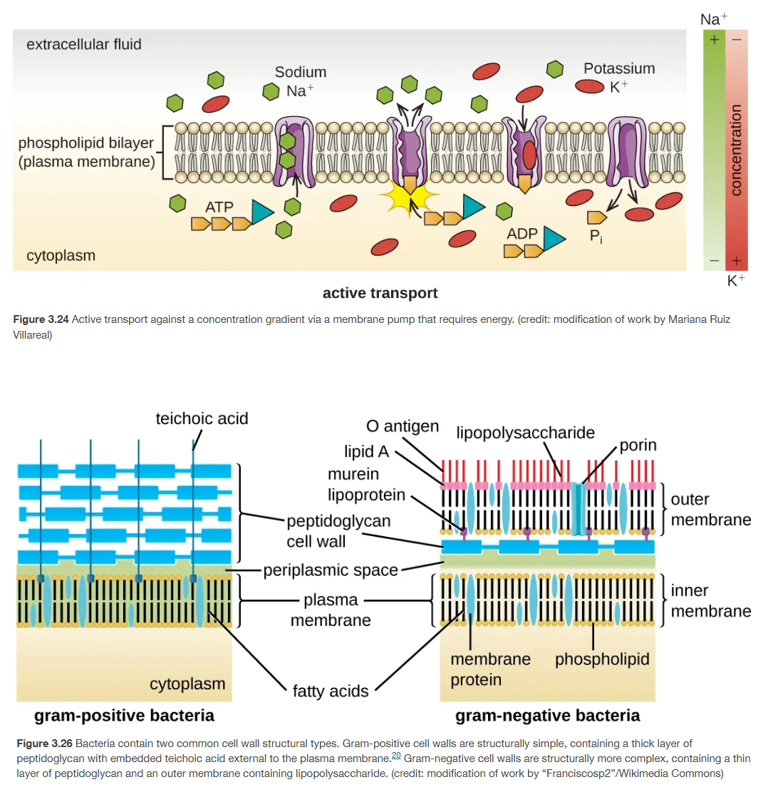 <p>Gram-positive and gram-negative </p>