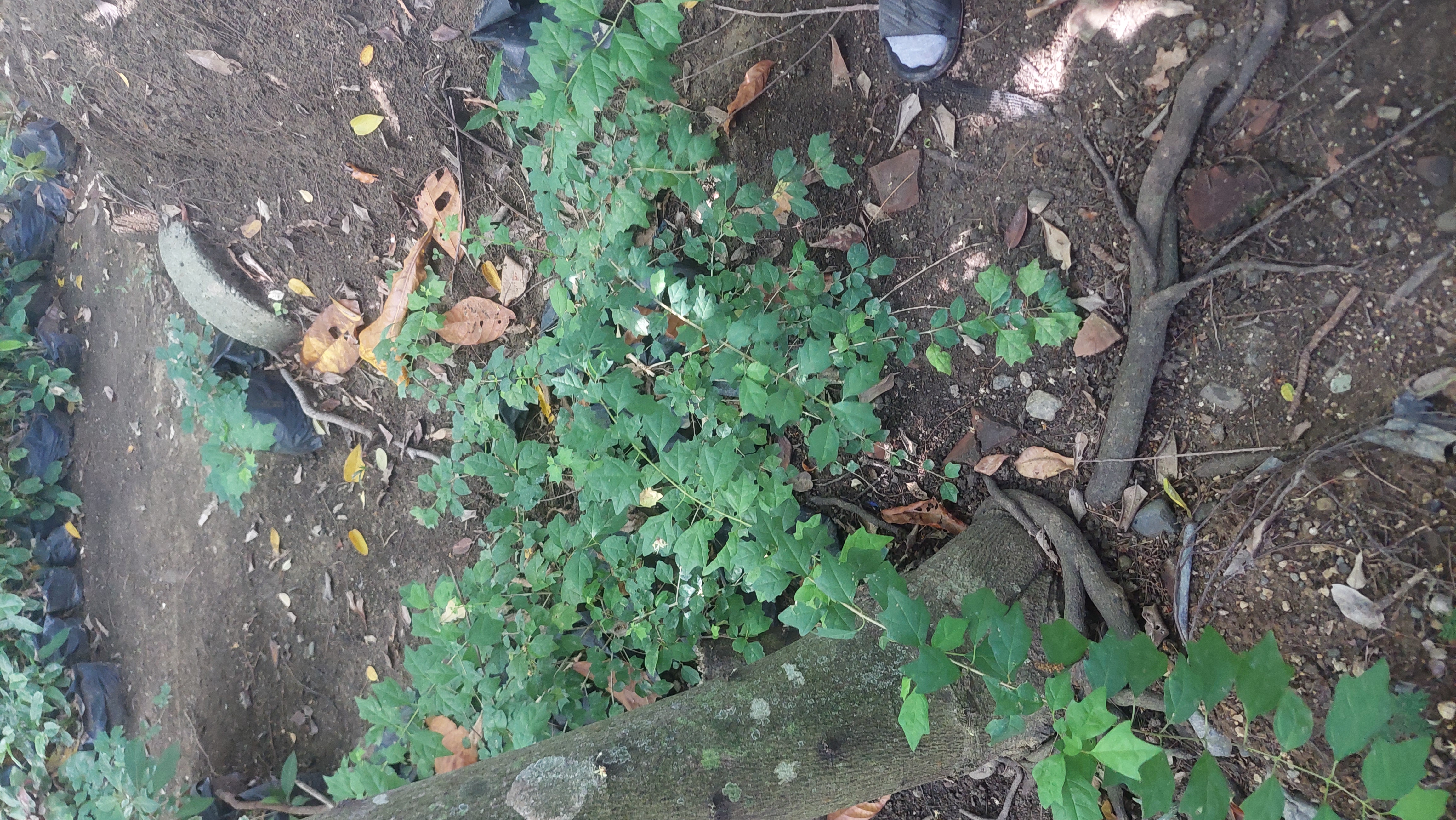 <p>Bougainvillea glabra choisy</p>