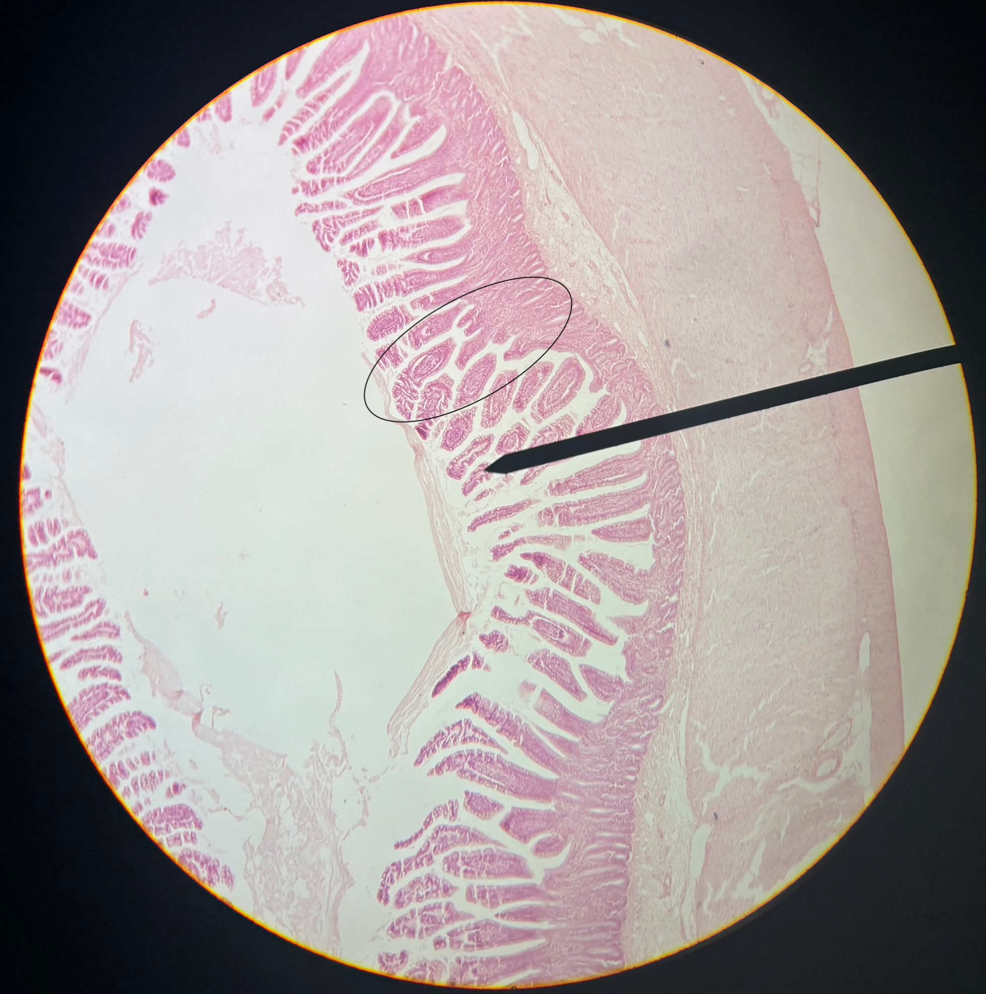 <p>Marked property</p>