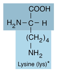 <p>Positively charged; Lys [K]</p>