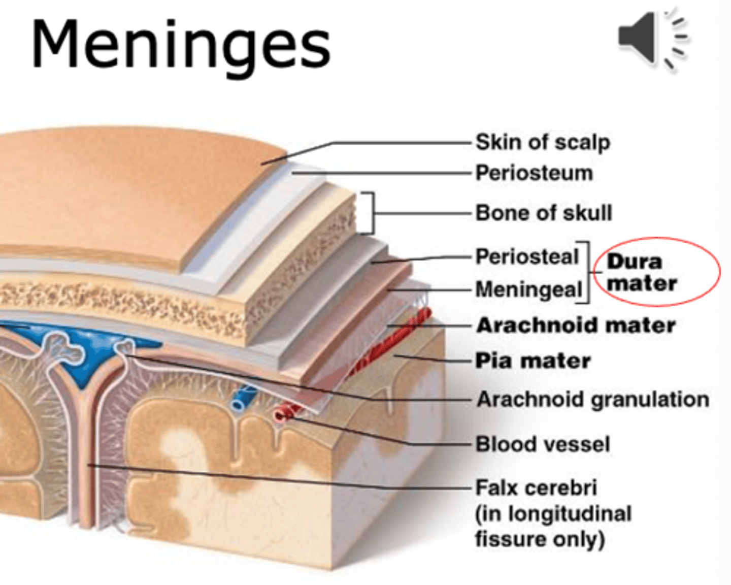 <p>1. periosteal layer</p><p>2. meningeal layer</p><p>(contains some of the venous system between the layers)</p>