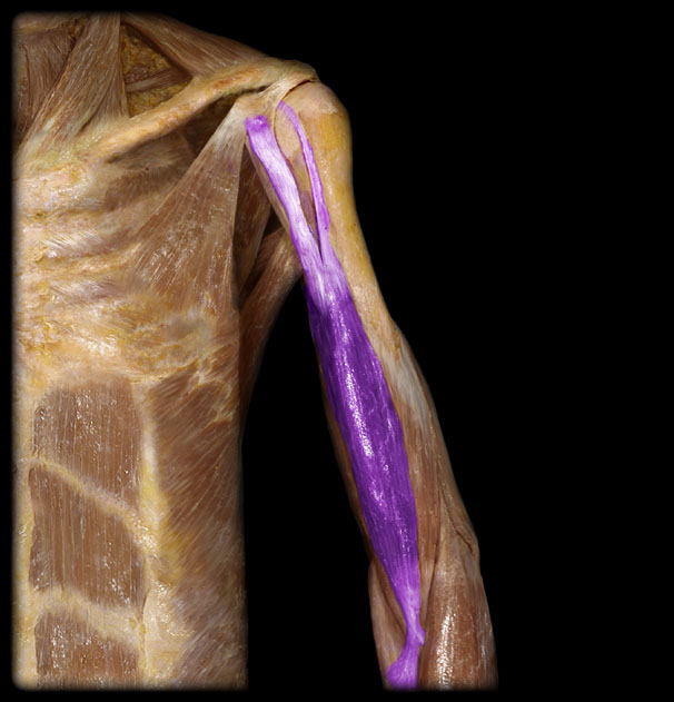 <p>Biceps brachii ; Flexion of elbow and supination of forearm</p>