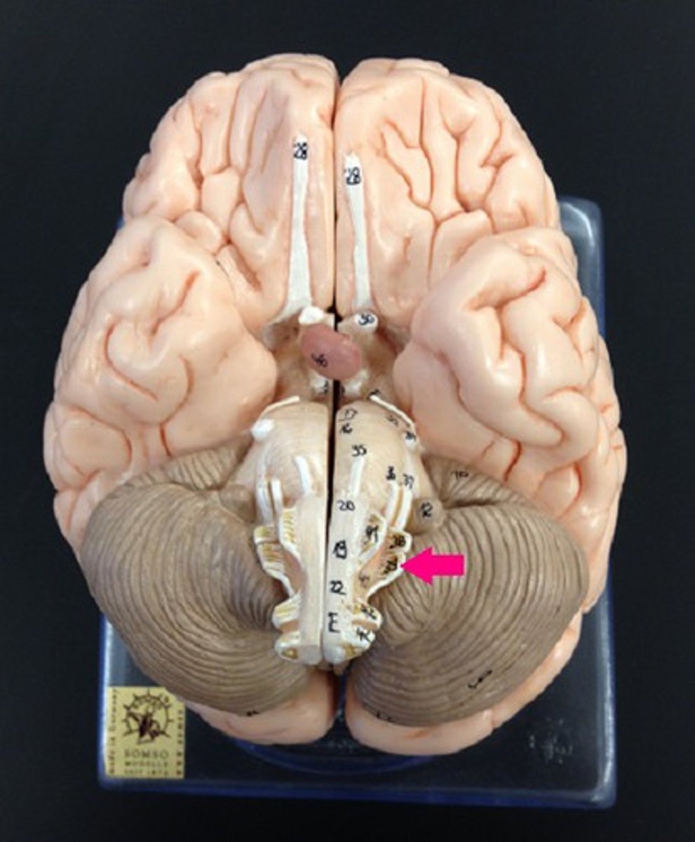 <p>the tenth cranial nerve that innervates digestive organs, heart and other areas</p>