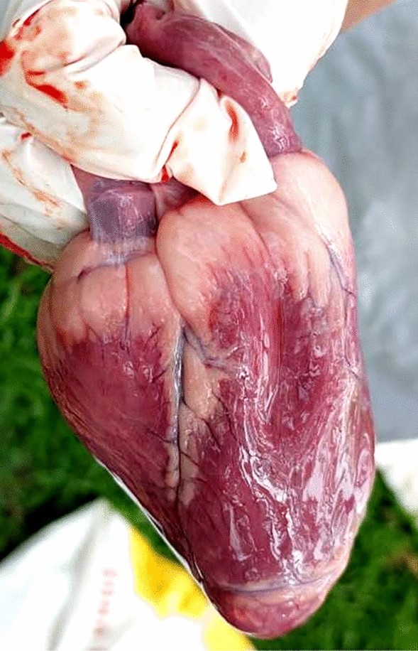 <p>Myocardial degeneration/Myocarditis →<strong><u> Acute Heart Failure</u></strong></p><p></p>