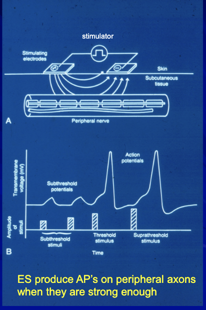 <p>How does electrical stimulation activate peripheral nerve axons?</p>