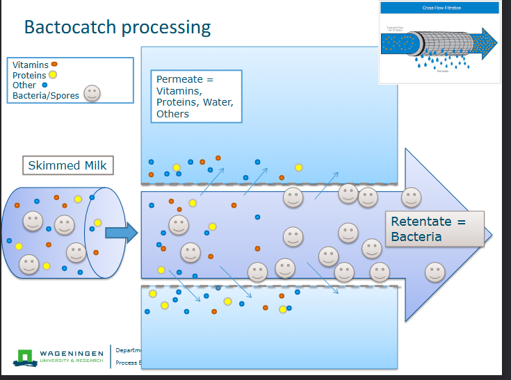<ul><li><p>used for ESL milk-milk with extended shelf life</p></li><li><p>Membrane process; Microfiltration (membrane 1.4 micrometer)</p></li><li><p>Separation based on size</p></li></ul><p></p>