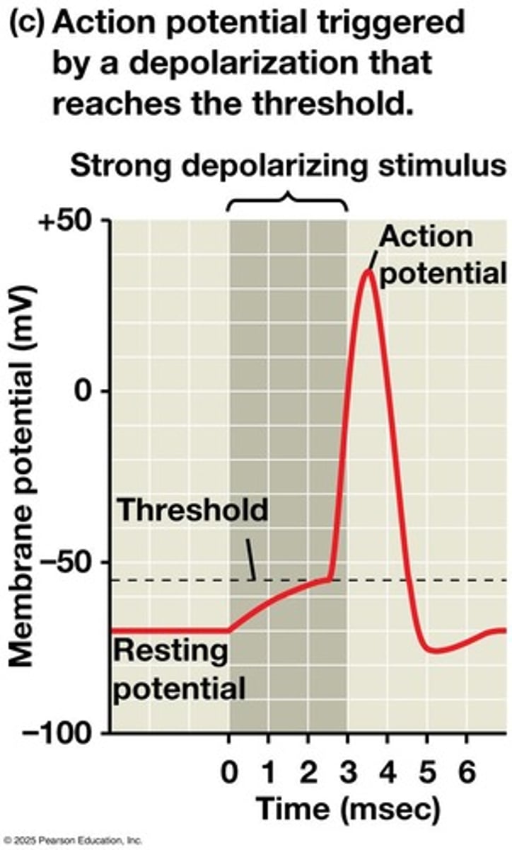 <p>A massive change in membrane voltage that occurs when depolarization reaches a threshold.</p>