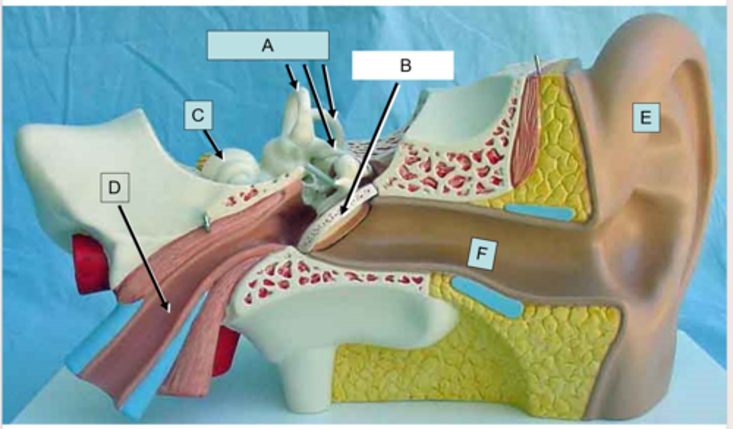 <p>What is the arrow of the letter F pointing to?</p>