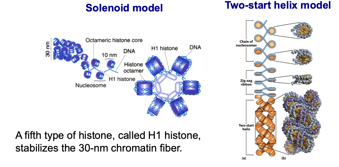 <ol><li><p><strong>Solenoid Model </strong></p></li></ol><ul><li><p>Consecutive nucleosomes are stacked along a single helical path connected by linker DNA</p></li></ul><ol start="2"><li><p><strong>Two-start Helix Model </strong></p></li></ol><ul><li><p>aka the zigzag model, nucleosomes are arranged in alternating rows with straight linker DNA connecting non-consecutive nucleosomes in a zigzag pattern</p></li></ul><p></p>