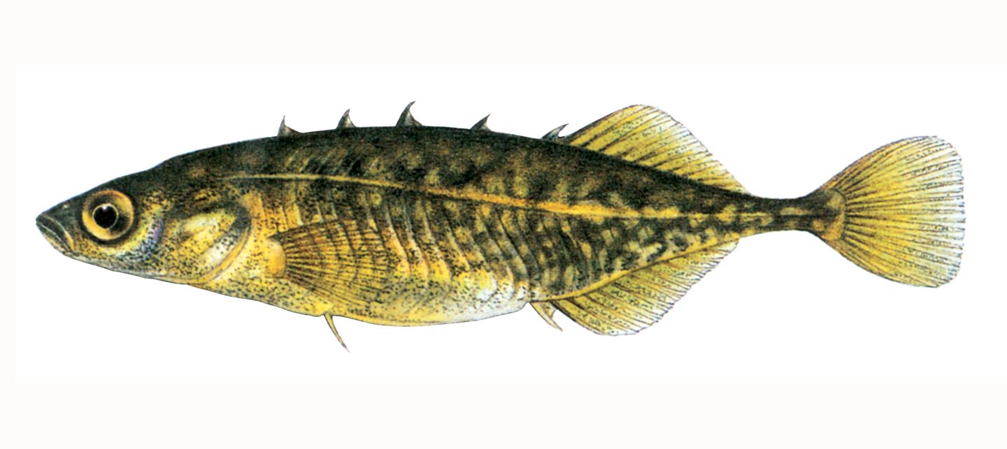 <p>Gasterosteidae</p>