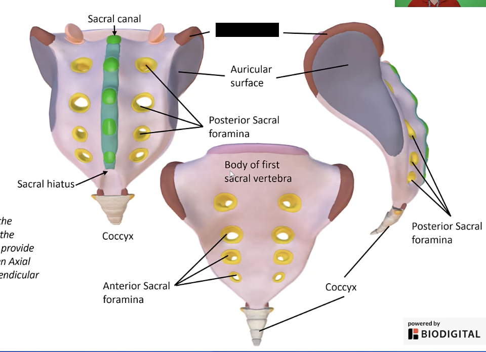 <p>The wing-like lateral extensions on either side of the sacrum where the sacrum articulates with the os coxae. </p>