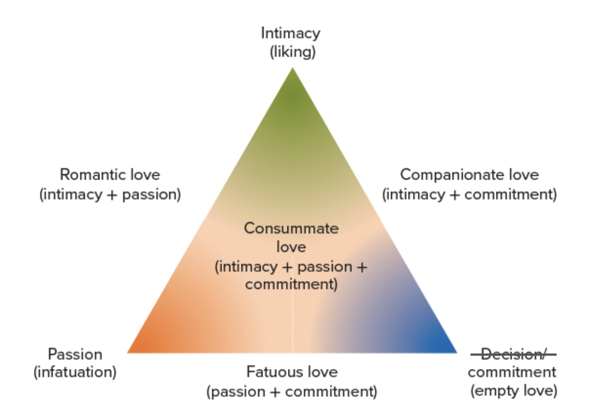<p>According to this theory, there are 7 types of love:</p><p>Intimacy (liking)</p><ul><li><p>friends, non-physical intimacy </p></li></ul><p></p><p>Romantic love (intimacy + passion)</p><ul><li><p>dating </p></li></ul><p></p><p>Companionate love (intimacy + commitment)</p><ul><li><p>bff, older couple</p></li></ul><p></p><p>Passion (infatuation)</p><ul><li><p>one night stand</p></li></ul><p></p><p>Fatuous love (passion + commitment)</p><ul><li><p>surface level relationship, regular one night stand</p></li></ul><p></p><p>Commitment (empty love)</p><ul><li><p>arranged marriage </p></li></ul><p></p><p>Consummate love (intimacy + passion + commitment)</p><ul><li><p>marriage </p></li></ul><p></p>