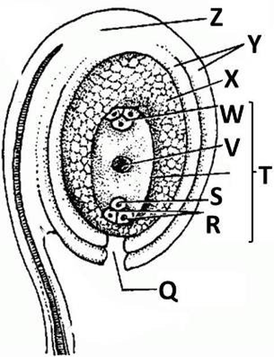 <p>What is the term for structure Q seen in double fertilization?</p>