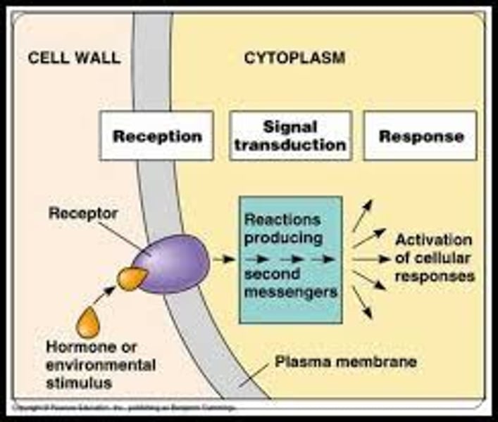 <p>propagation of the signal through the cytoplasm (and sometimes also the nucleus) of the cell</p>