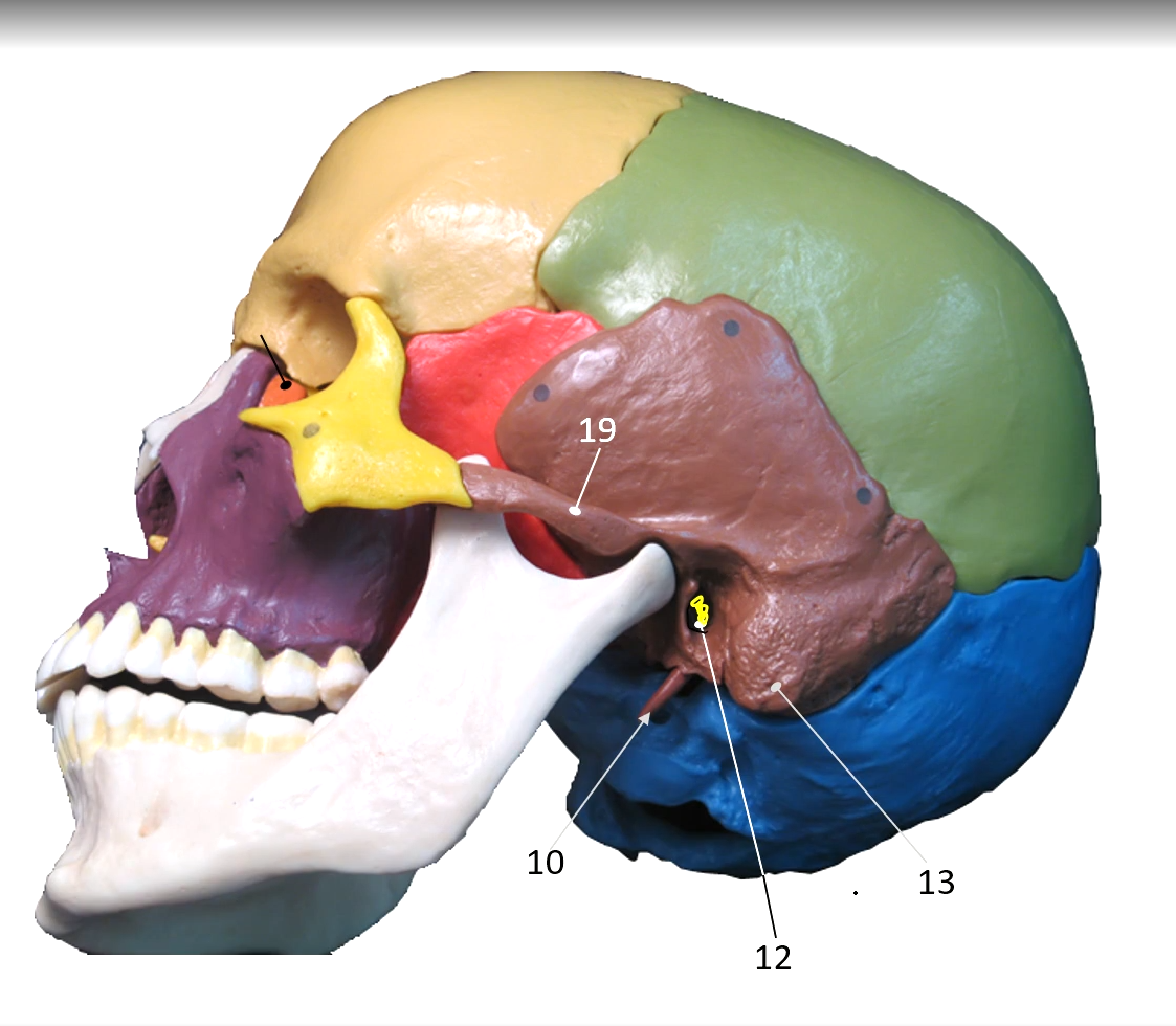 <p>Styloid Process</p>