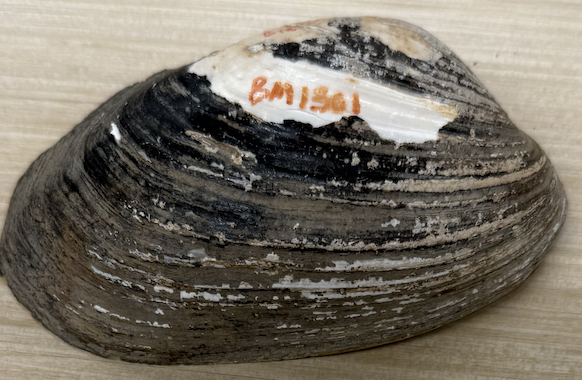 <p>Phylum, Class, Protection</p>